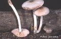 Pluteus granulatus-amf2123
